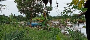 Semakin Merajalela, Belasan Ponton TI Ilegal Terang-Terangan Beroperasi di Desa Petaling 