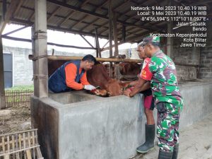 Peduli Kesehatan Hewan Ternak Sapi, Babinsa Koramil Sukorejo Dampingi Vaksinasi PMK Di Wilayah Binaannya