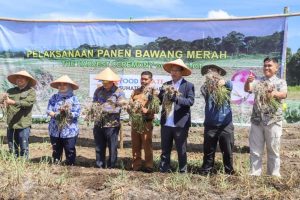 PEMKAB HUMBAHAS PANEN BAWANG MERAH DI FOOD ESTATE, 10 TON PER HA BERSAMA KEMENKO MARVES