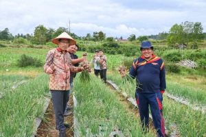 PERTANAMAN BAWANG MERAH DI LINTONGNIHUTA DIMONITORING BUPATI HUMBAHAS