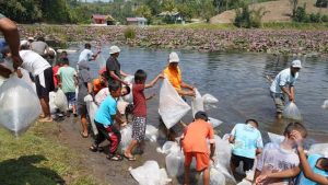 Bupati Karo dan Wakil Bupati Karo Blusukan Mendengarkan Masyarakat Sambil Tebar Benih Ikan Nila di Tambak Mbelang Susuk, Kec. Tiganderket 